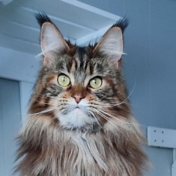 USA*Blizzard Highlander