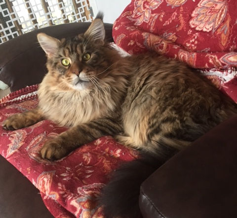 David Forest Pearl of Highlander - Adult maine-coon 1 year 10 months 3 weeks