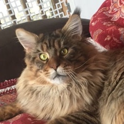 David Forest Pearl of Highlander