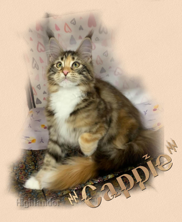 Highlander Snowcap - maine-coon 01/23/2023
