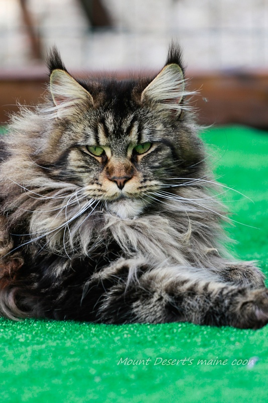 Mount Desert's Irma la Dolce - Дорослий мейн-кун 1 рік