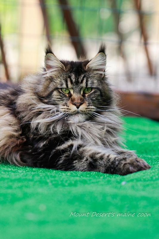 Mount Desert's Irma la Dolce - Дорослий мейн-кун 1 рік