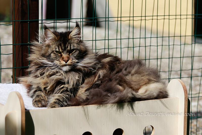 Mount Desert's Irma la Dolce - Дорослий мейн-кун 1 рік