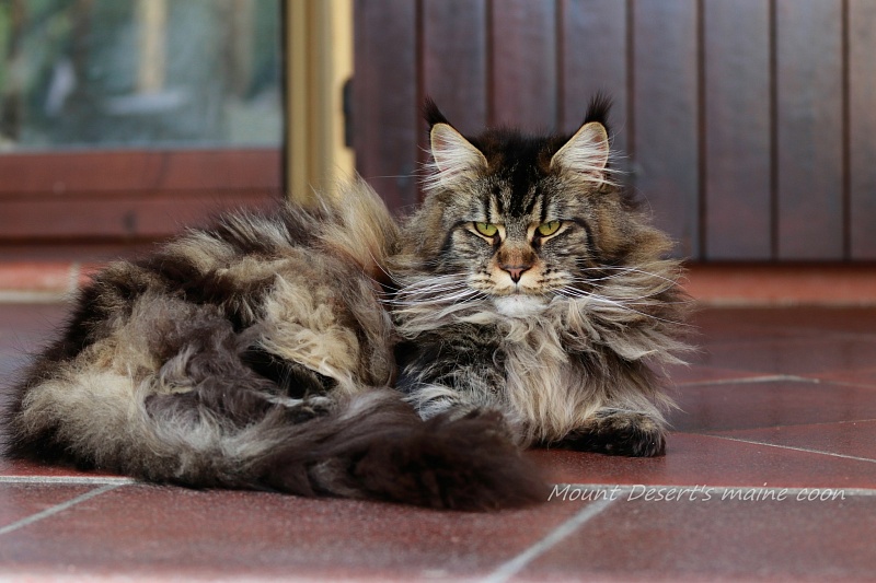 Mount Desert's Irma la Dolce - Дорослий мейн-кун 1 рік