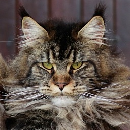 Mount Desert's Irma la Dolce