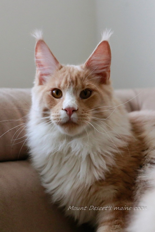 AmericanLynx Gibson - maine-coon 06/01/2022