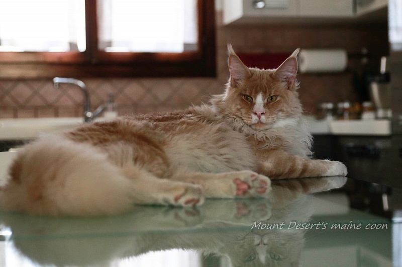 AmericanLynx Gibson - maine-coon 06/01/2022