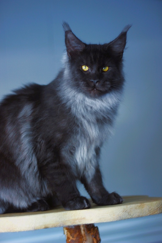 Lasher Mount Desert’s*IT - Kitten maine-coon 5 months 3.5 weeks