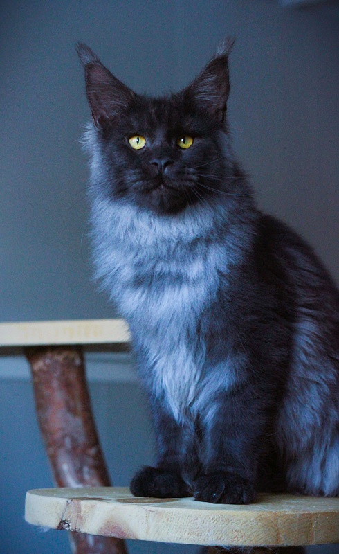 Lasher Mount Desert’s*IT - Kitten maine-coon 5 months 3.5 weeks