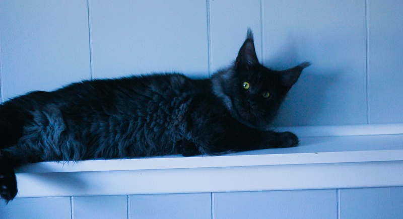 Lasher Mount Desert’s*IT - Kitten maine-coon 5 months 3.5 weeks