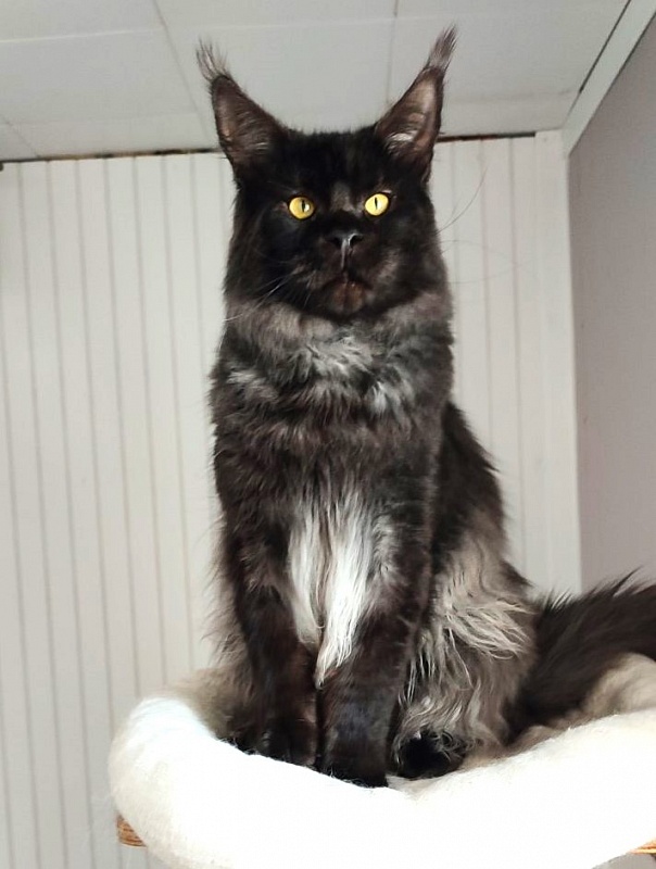 Lasher Mount Desert’s*IT - Adult maine-coon 10 months 0.5 weeks