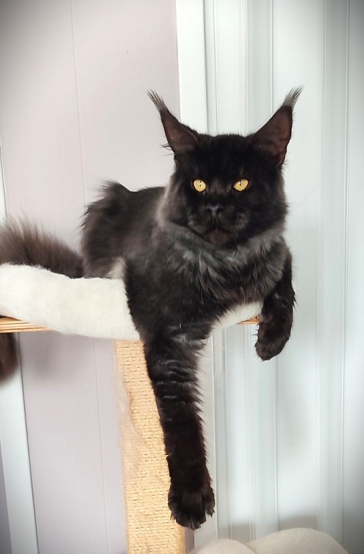 Lasher Mount Desert’s*IT - Adult maine-coon 10 months 0.5 weeks