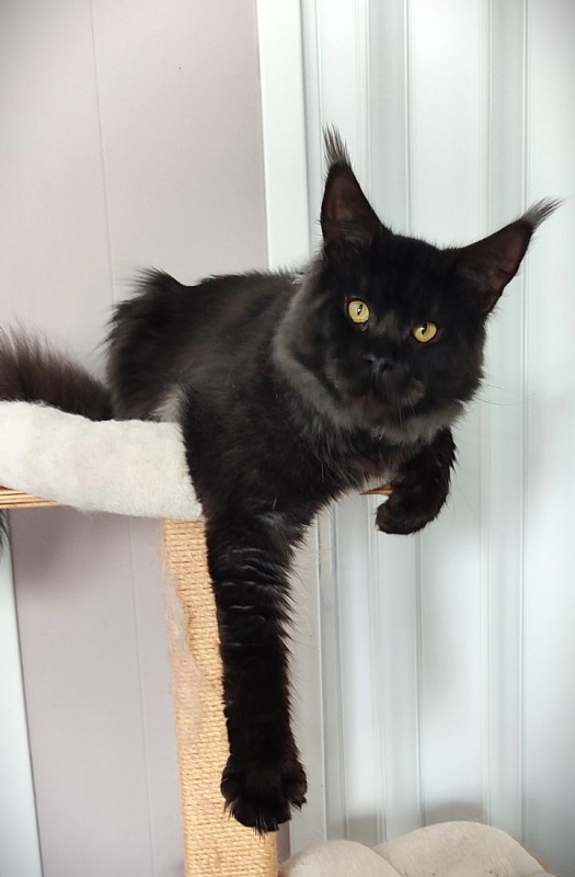 Lasher Mount Desert’s*IT - Adult maine-coon 10 months 0.5 weeks