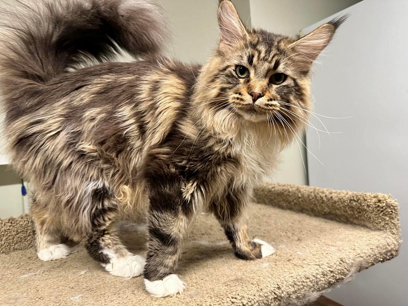 Pimacoon Apache Chief of CascadeMtn - maine-coon
