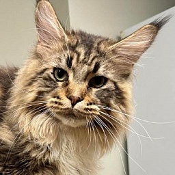 Pimacoon Apache Chief of CascadeMtn