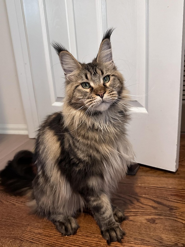 USA*Cascademtn Rihanna - maine-coon 08/18/2024