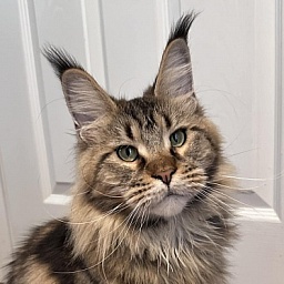 USA*Cascademtn Rihanna