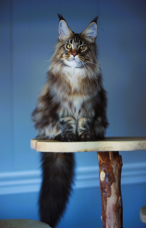 USA*Cascademtn Daker - Kitten maine-coon 5 months 3.5 weeks