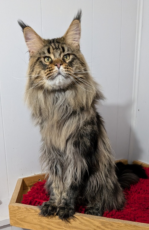 USA*Cascademtn Daker - Adult maine-coon 1 year 8 months