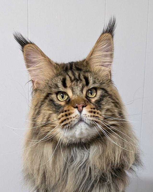 USA*Cascademtn Daker - Adult maine-coon 1 year 8 months