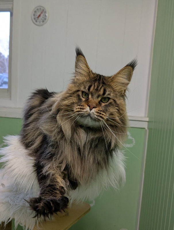 USA*Cascademtn Daker - Adult maine-coon 2 years 5 months 2 weeks