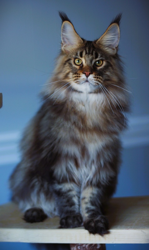 USA*Cascademtn Daker - Kitten maine-coon 5 months 3.5 weeks