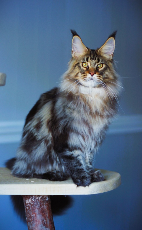 USA*Cascademtn Daker - Kitten maine-coon 5 months 3.5 weeks