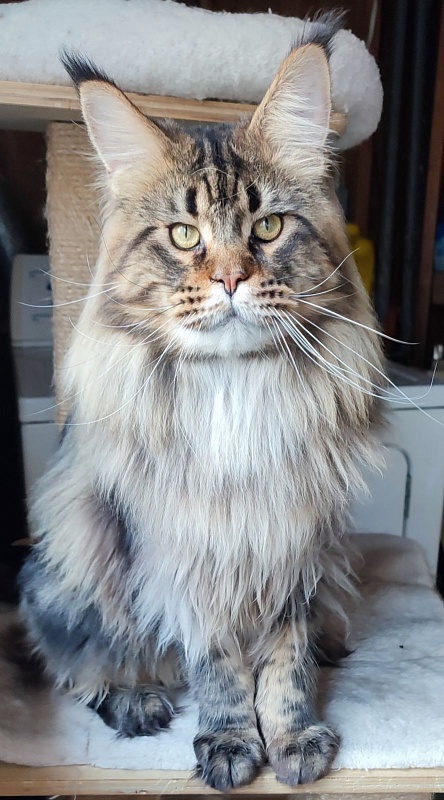 USA*Cascademtn Daker - Adult maine-coon 1 year 4 months 2.5 weeks
