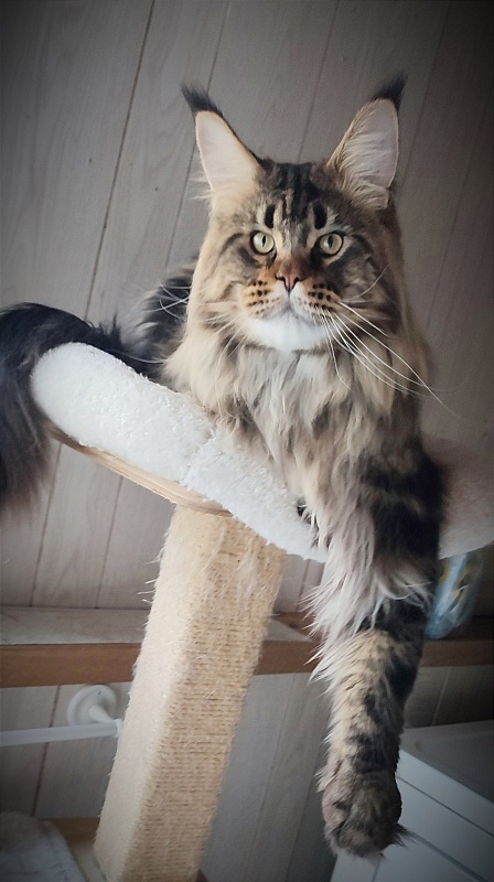 USA*Cascademtn Daker - Adult maine-coon 1 year 4 months 2.5 weeks