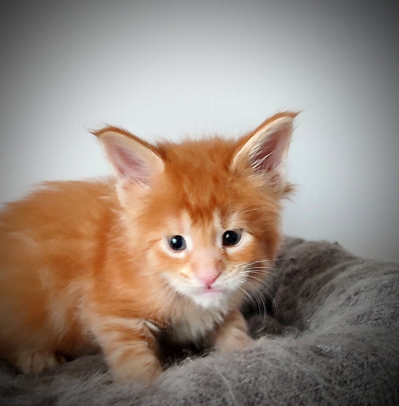 Koko Monterini - Кошеня мейн-кун 1 місяць 0,5 тижнів