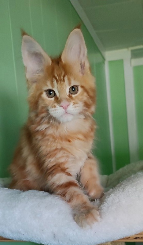 Koko Monterini - Кошеня мейн-кун 2 місяця 1,5 тиждень