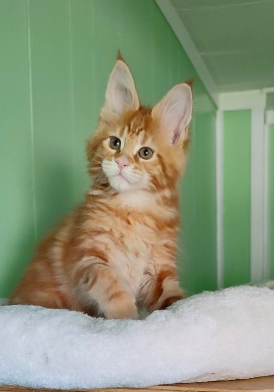 Koko Monterini - Кошеня мейн-кун 2 місяця 1,5 тиждень