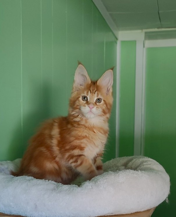 Koko Monterini - Кошеня мейн-кун 2 місяця 1,5 тиждень