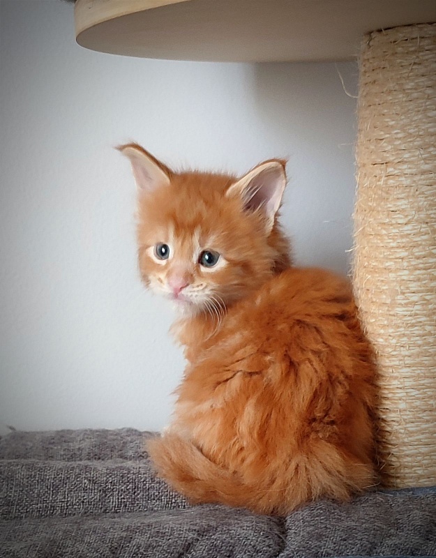 Koko Monterini - Кошеня мейн-кун 1 місяць 0,5 тижнів