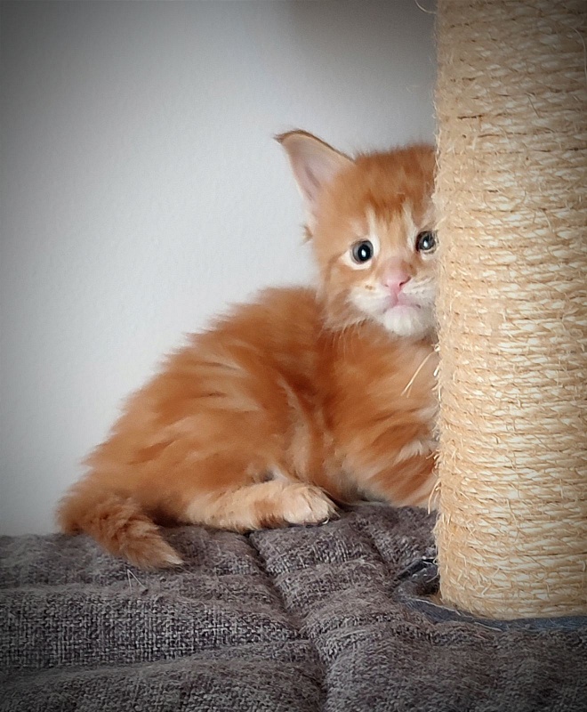 Koko Monterini - Кошеня мейн-кун 1 місяць 0,5 тижнів