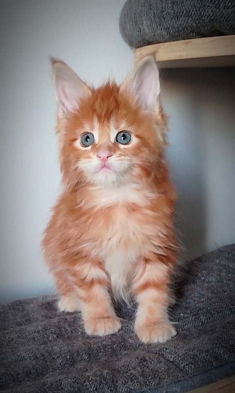 Koko Monterini - Кошеня мейн-кун 1 місяць 1 тиждень