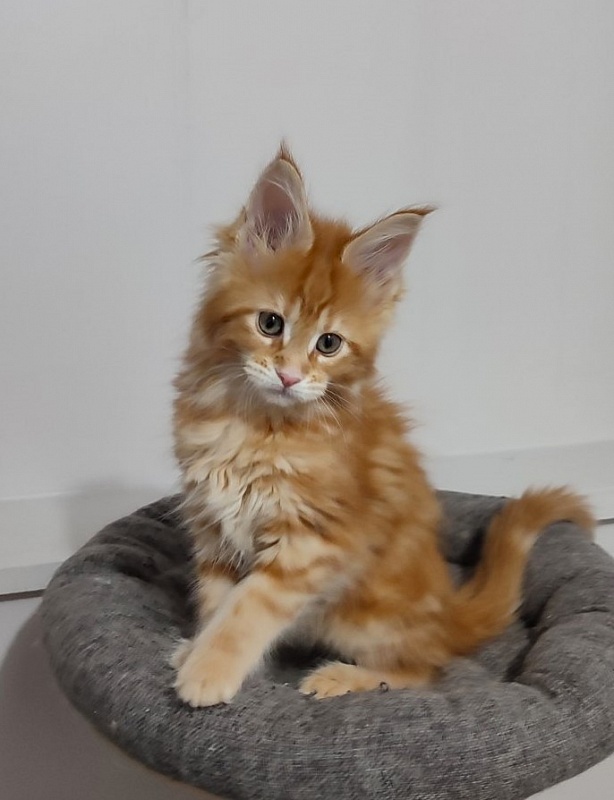 Koko Monterini - Кошеня мейн-кун 2 місяця