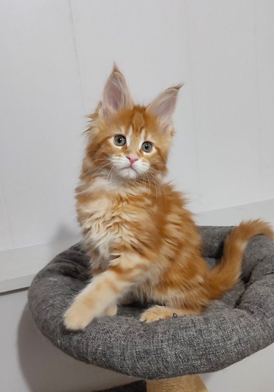 Koko Monterini - Кошеня мейн-кун 2 місяця