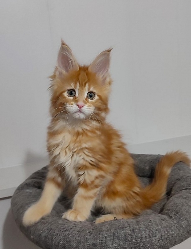 Koko Monterini - Кошеня мейн-кун 2 місяця