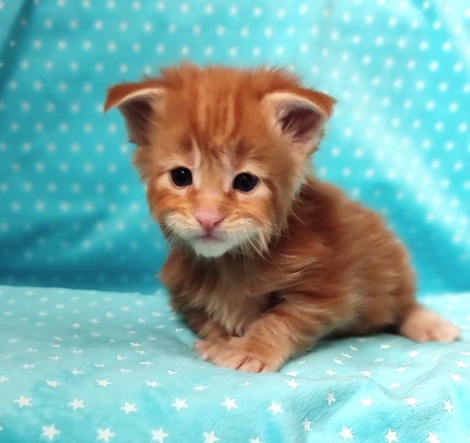 Karra mia Monterini - Kitten maine-coon 3 weeks