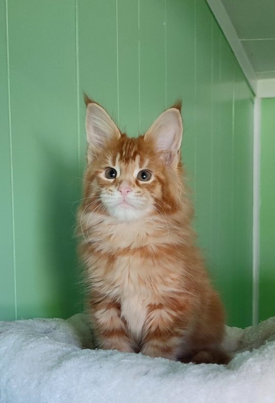 Karra mia Monterini - Kitten maine-coon 2 months 1.5 week