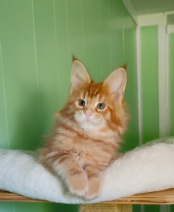 Karra mia Monterini - Kitten maine-coon 2 months 1.5 week