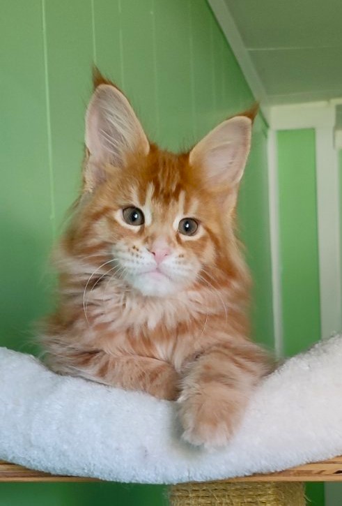 Karra mia Monterini - Kitten maine-coon 2 months 1.5 week