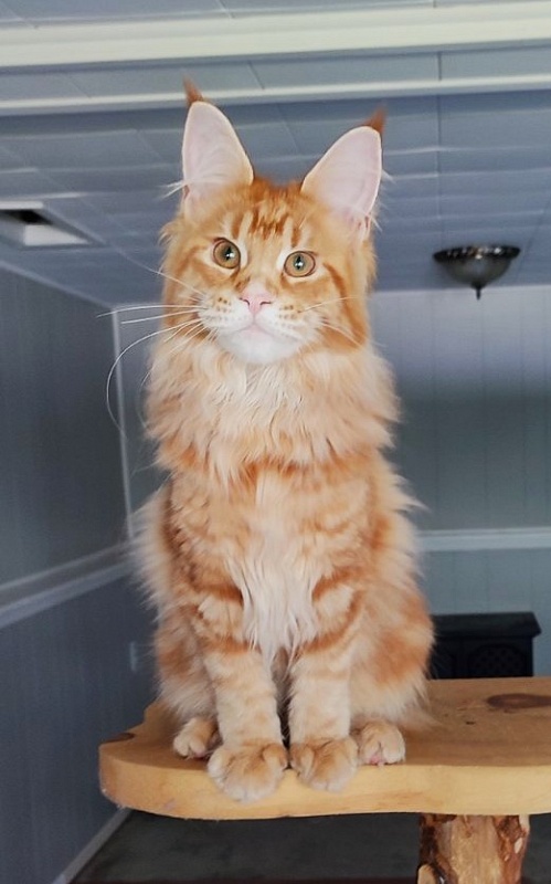 Karra mia Monterini - Kitten maine-coon 4 months 2.5 weeks