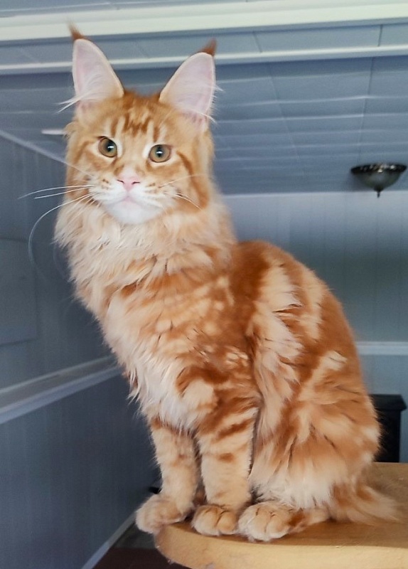 Karra mia Monterini - Kitten maine-coon 4 months 2.5 weeks