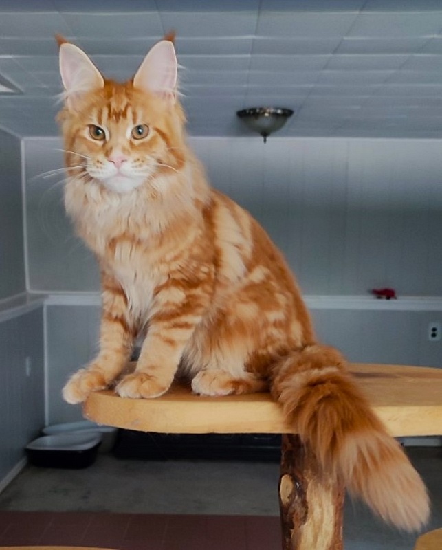 Karra mia Monterini - Kitten maine-coon 4 months 2.5 weeks