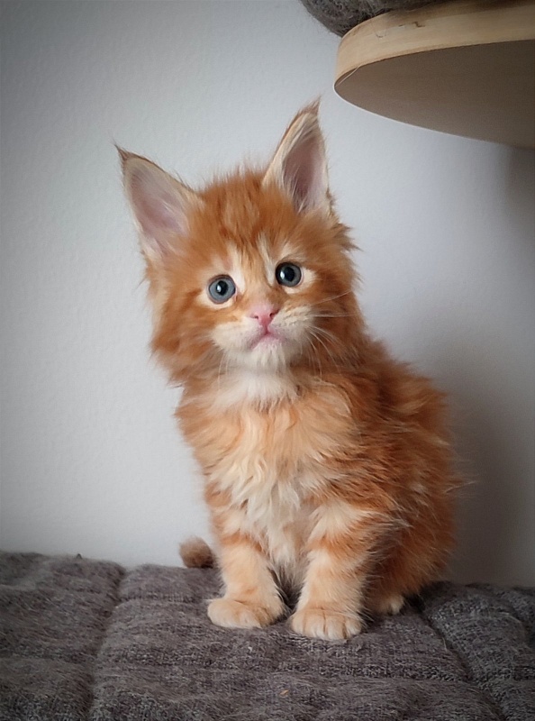 Karra mia Monterini - Kitten maine-coon 1 month 0.5 weeks