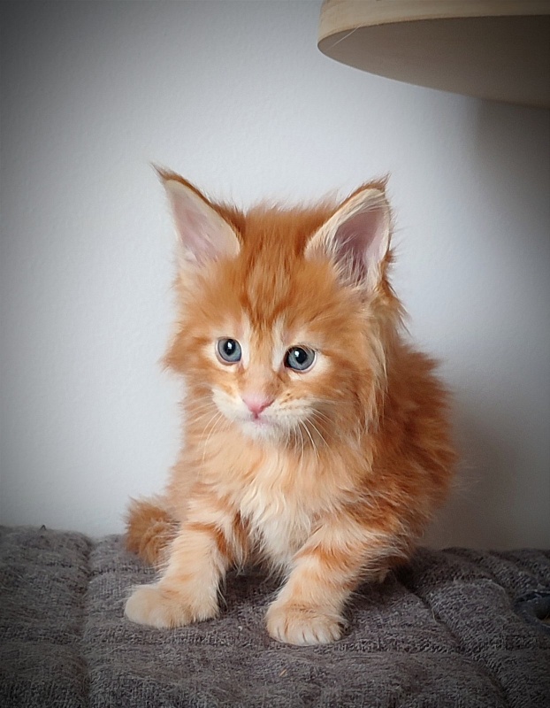 Karra mia Monterini - Kitten maine-coon 1 month 0.5 weeks