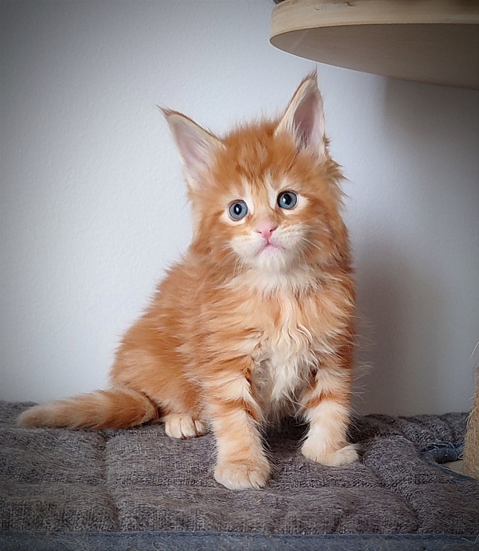 Karra mia Monterini - Kitten maine-coon 1 month 0.5 weeks