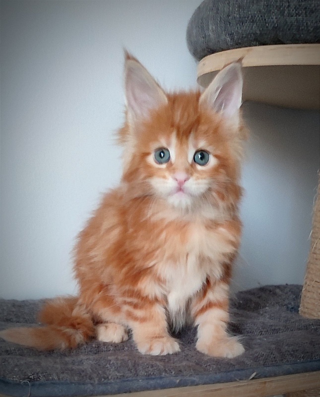 Karra mia Monterini - Kitten maine-coon 1 month 1 week